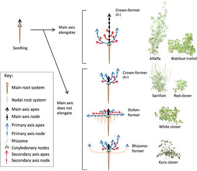 A Conserved Potential Development Framework Applies to Shoots of Legume Species with Contrasting Morphogenetic Strategies